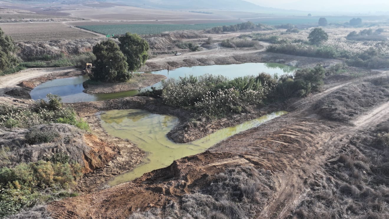 מחפורת צרעה, צילם: עמיר בלבן, החברה להגנת הטבע
